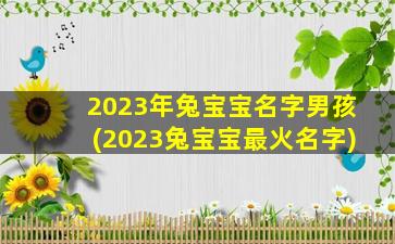 2023年兔宝宝名字男孩(2023兔宝宝最火名字)
