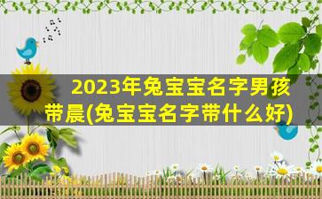 2023年兔宝宝名字男孩带晨(兔宝宝名字带什么好)